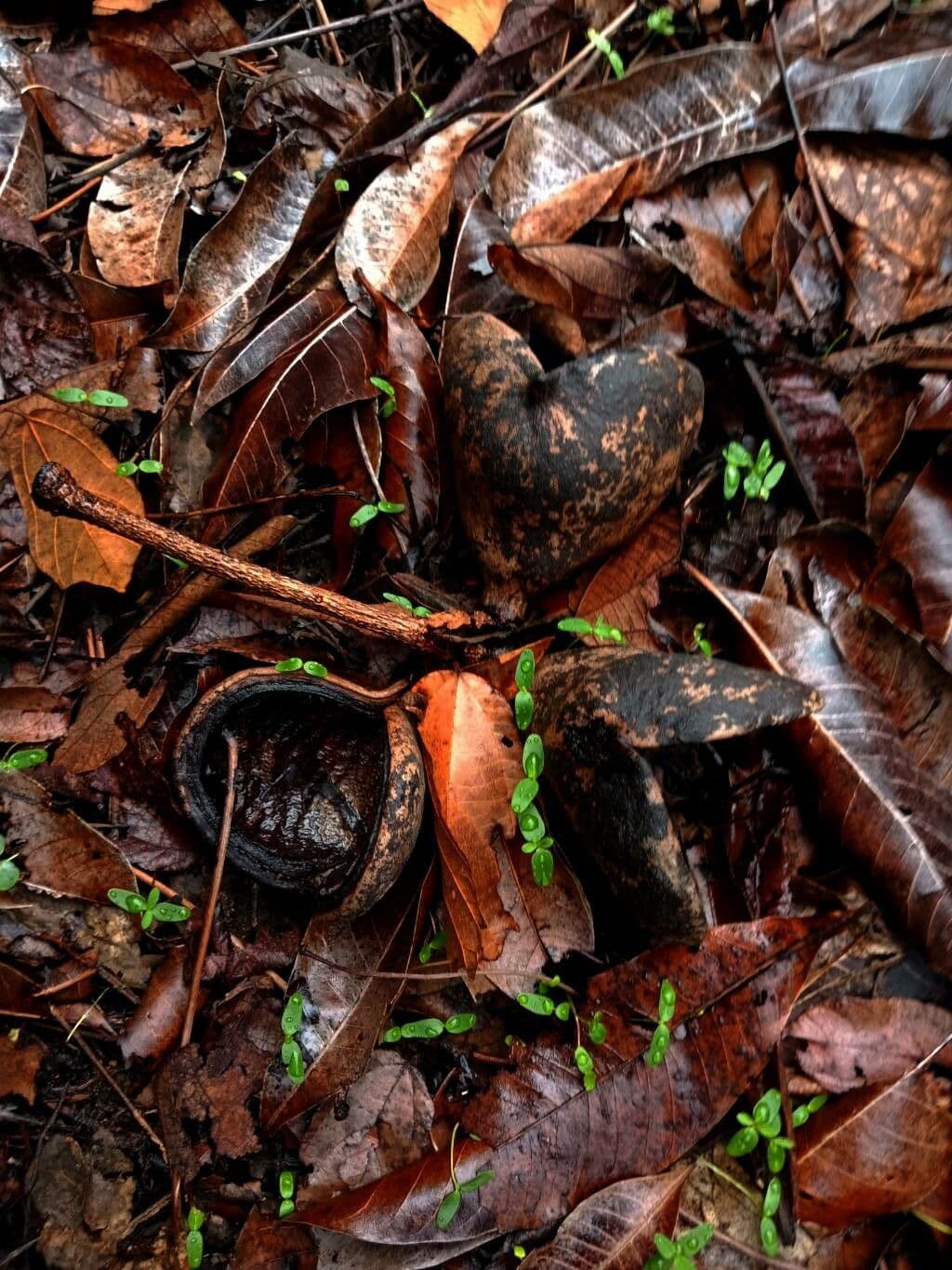 Sterkulia jednoperowa 2