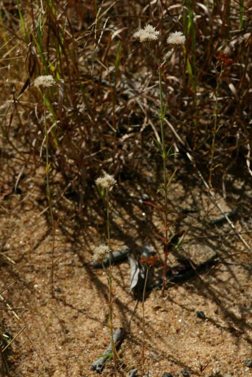 Polycarpaea corymbosa 3
