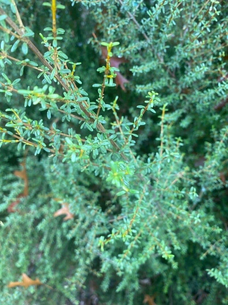 Olearia 2