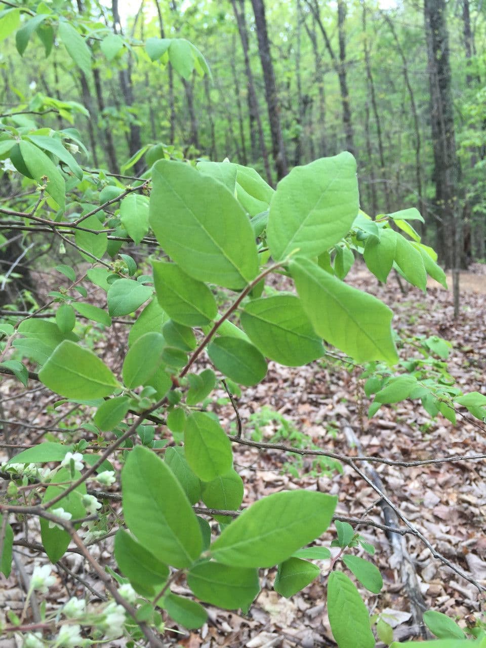 Styrax