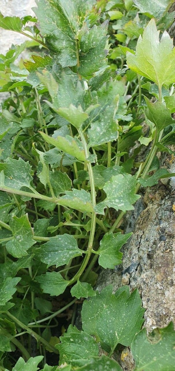 Petromarula 12