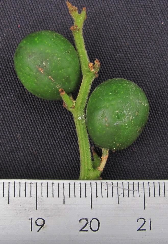 Cayaponia
