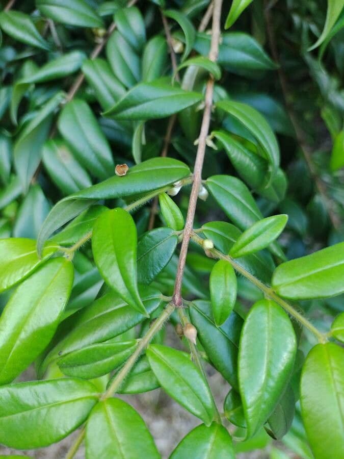 Myrciaria 6