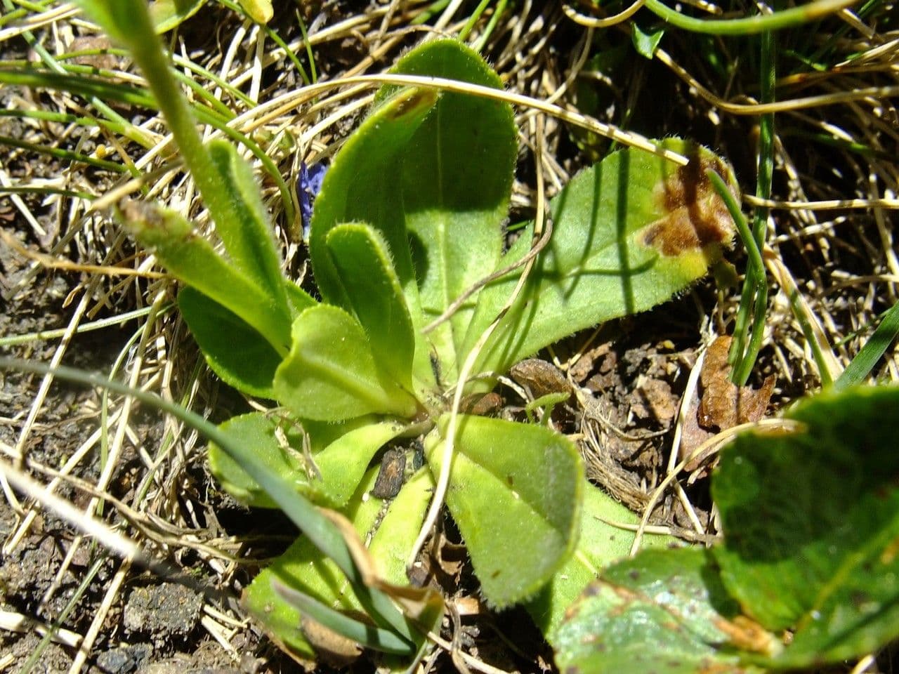 Veronica bellidioides 12