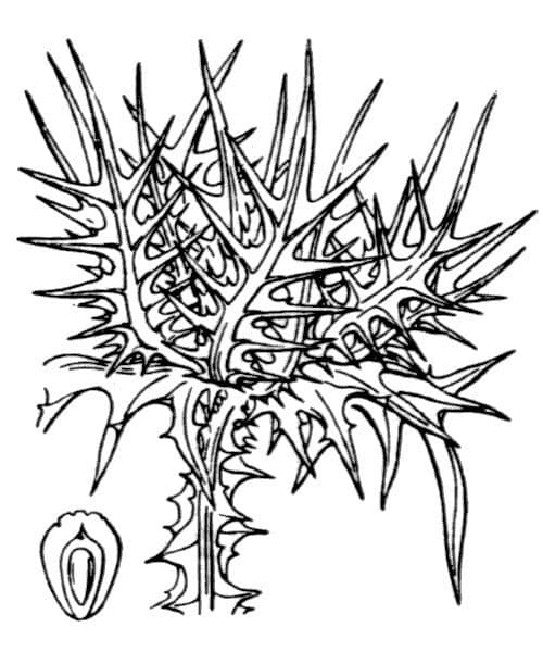 Girasole maculato 26