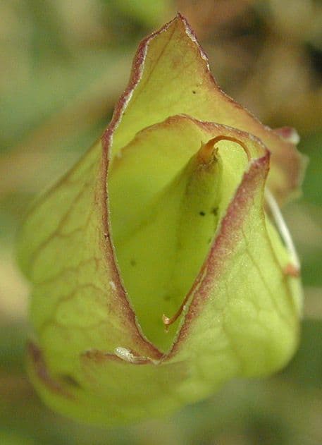 Vilucchiello delle siepi 2