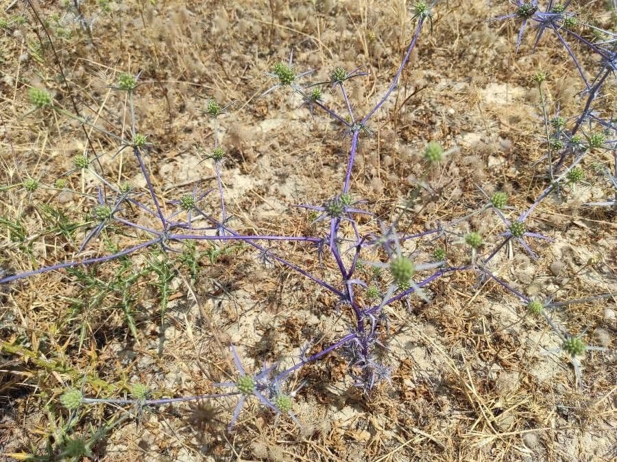 Panicaut crétois 9