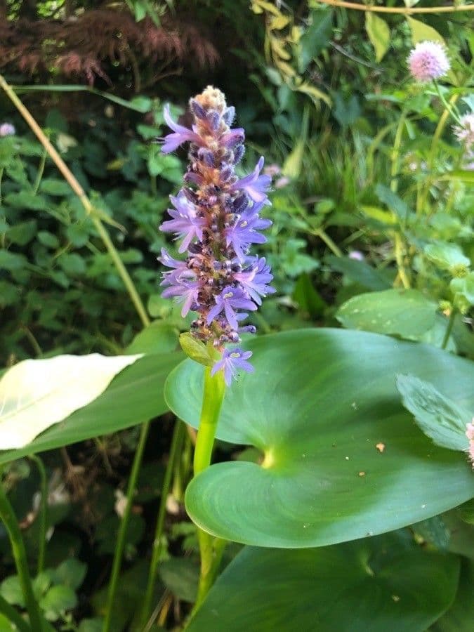 Pontederia 5