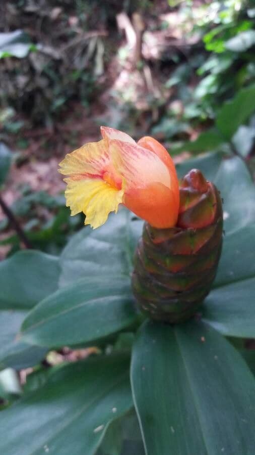 Costus 3