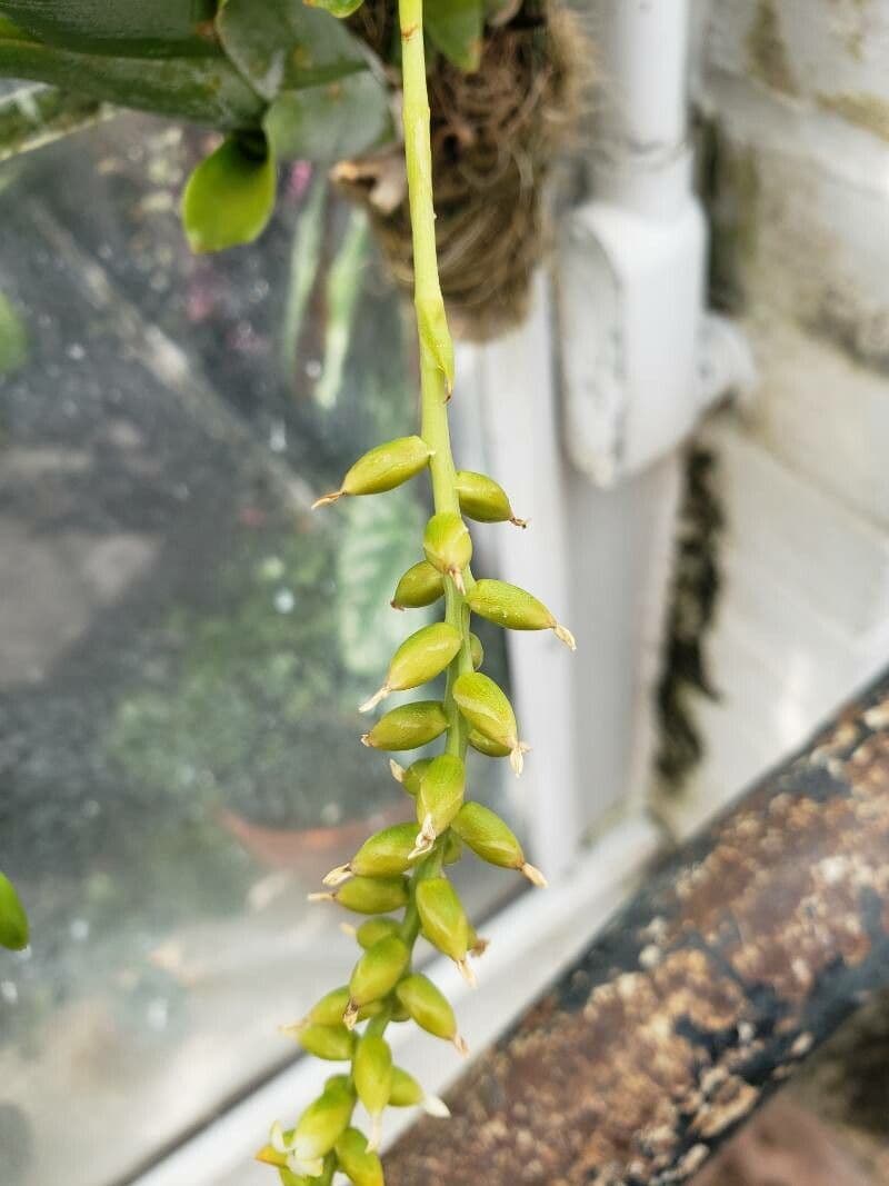 Catopsis sessiliflora 5