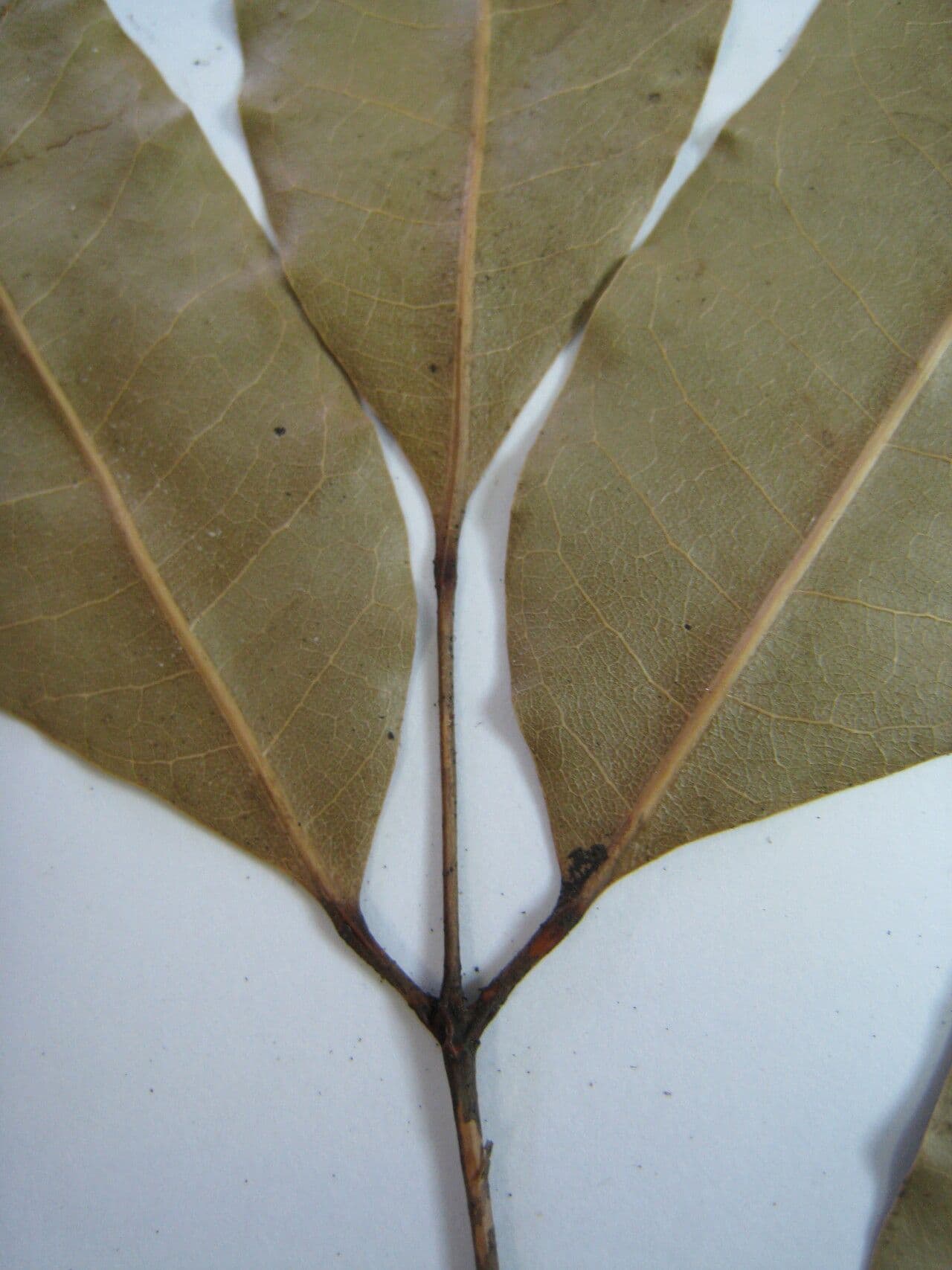 Protium heptaphyllum 24