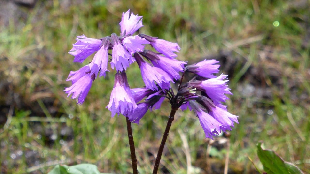 Primula 3