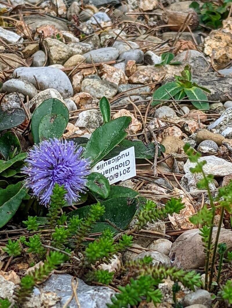 Koulenka bezstvolá 23