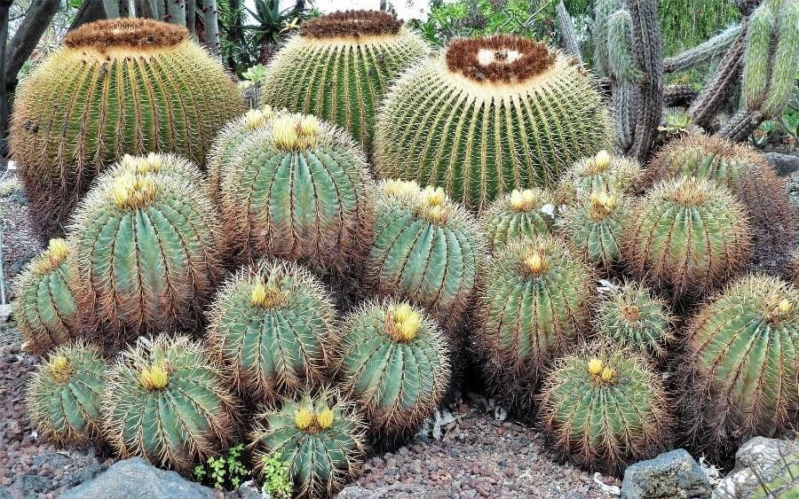 Cactus 9