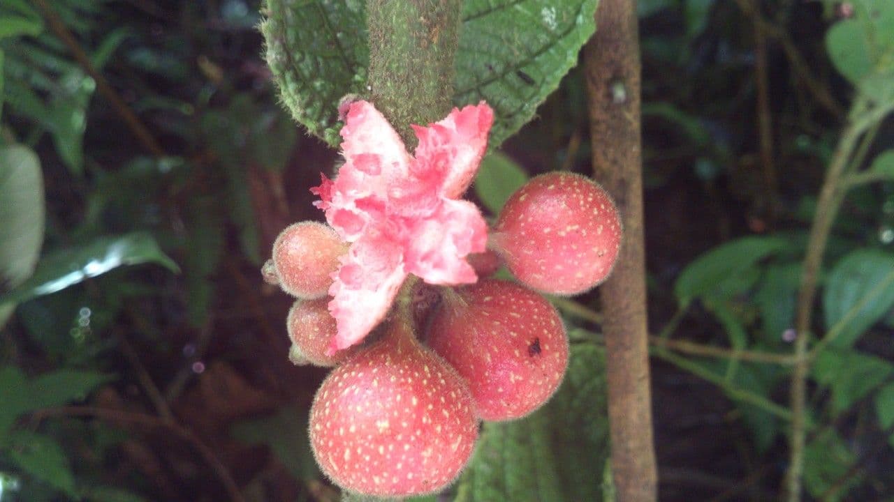 Siparuna 4