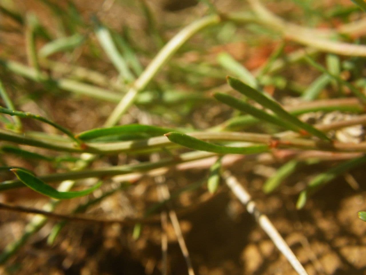 Sesamoides purpurascens 18