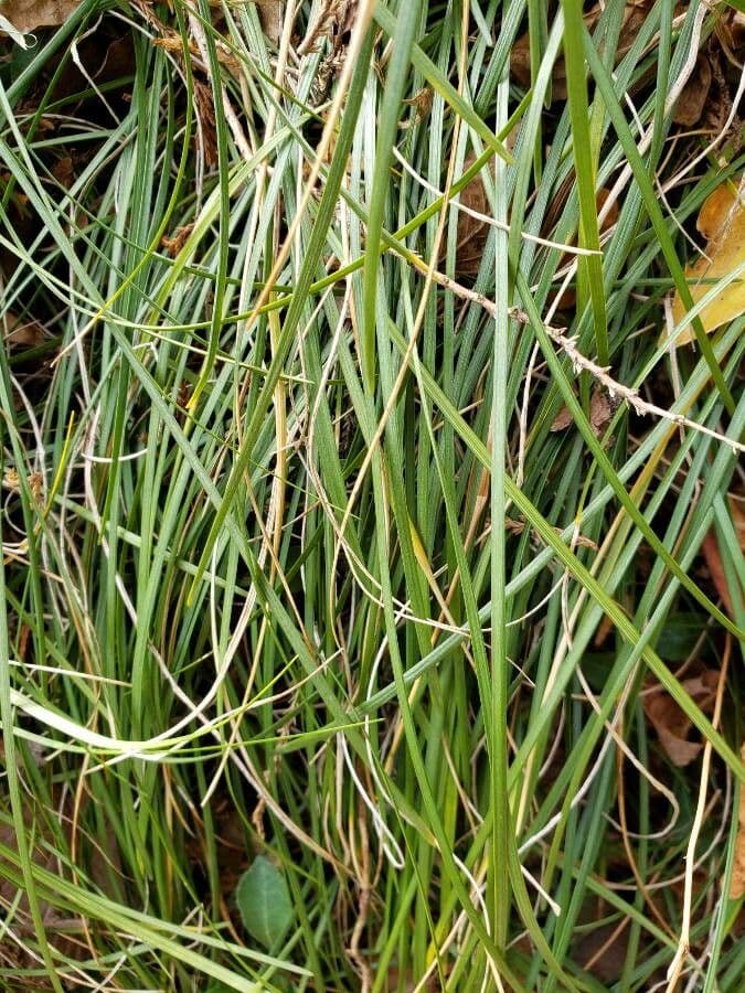 Liriope 2