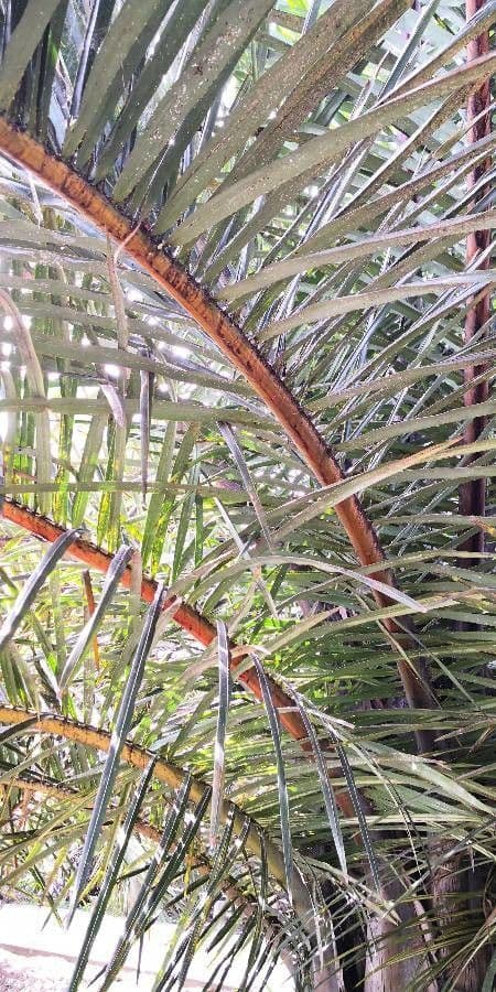 Palmier raffia 8