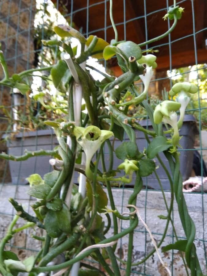 Brunnenblume 4