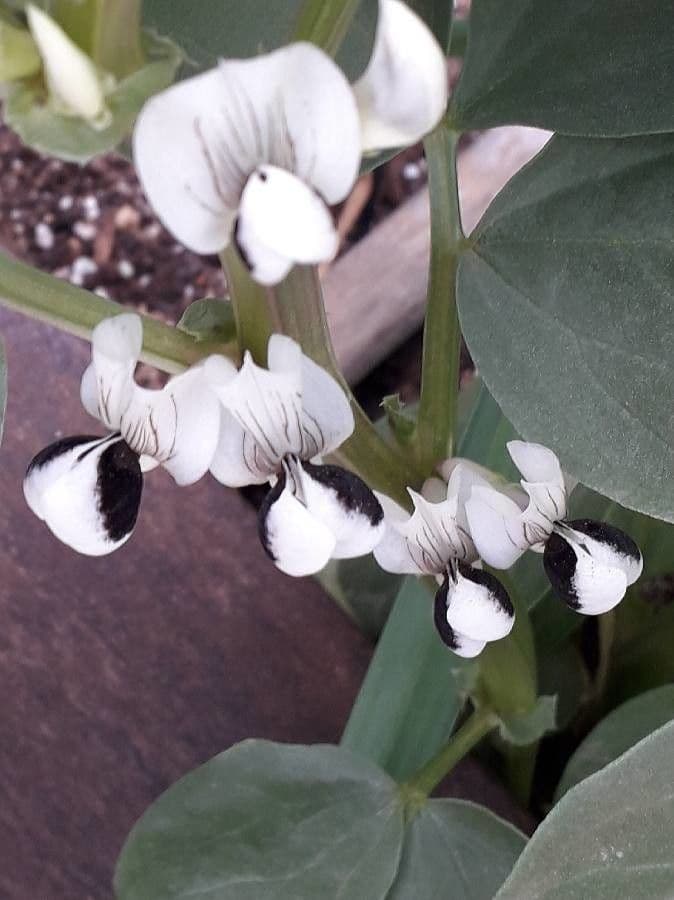 Ackerbohne 9