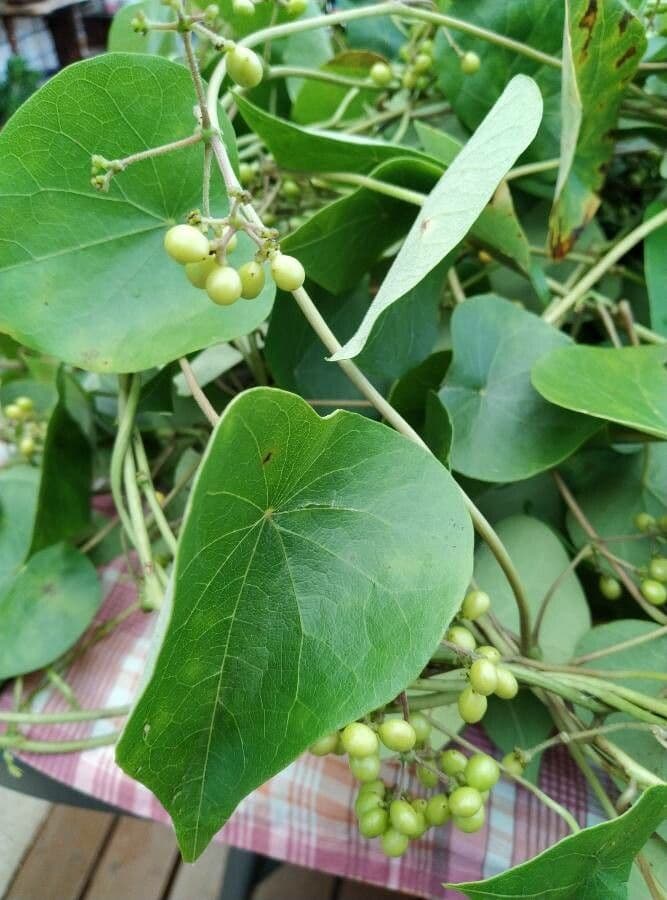 Stephania japonica 8