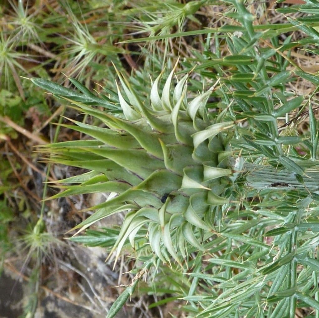 Cynara humilis 4