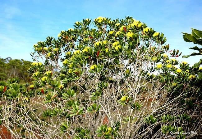 Melaleuca 12
