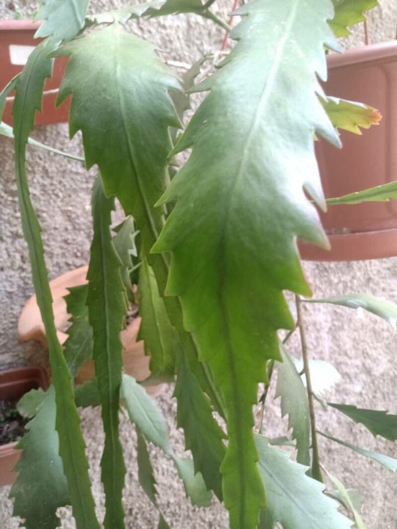 Lepismium 8