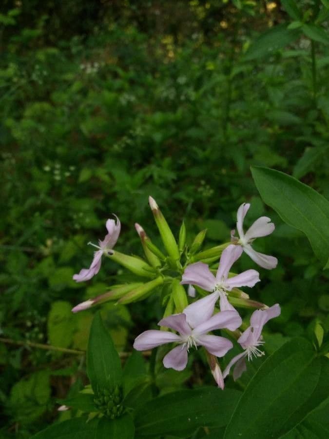 Saponaria comune 8