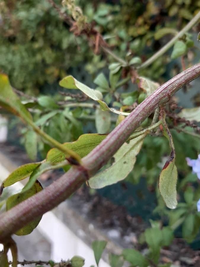 Plumbago auriculata 25