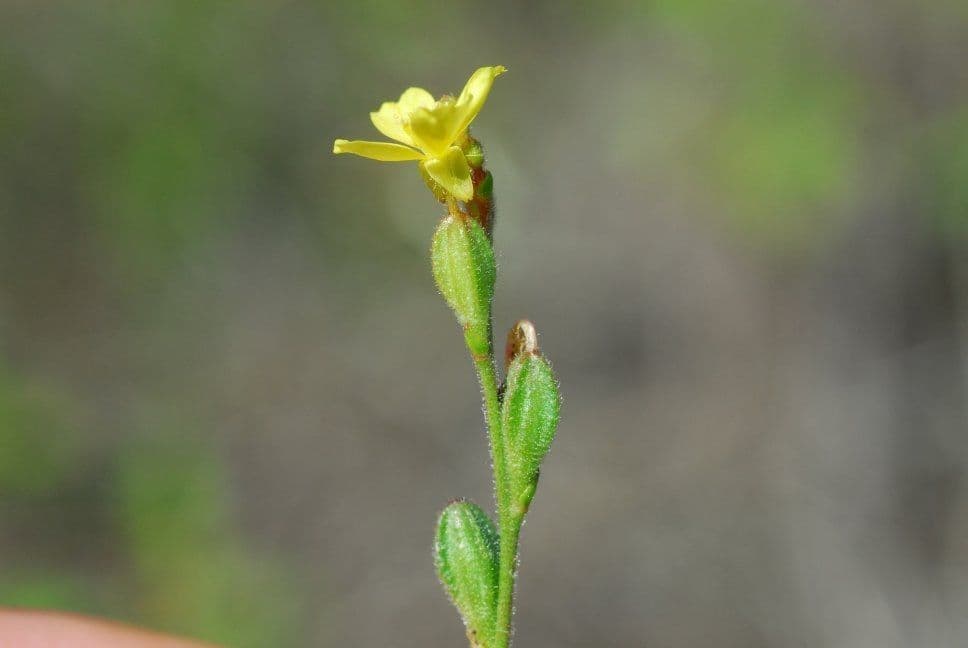 Oenothera 2