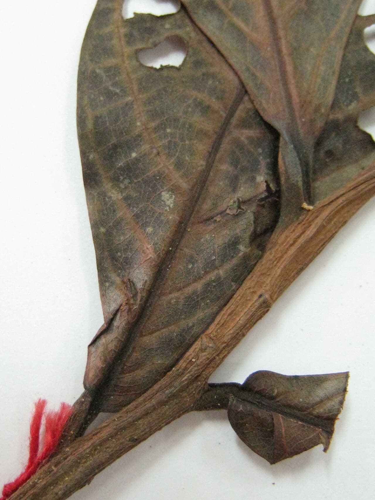 Ocotea tomentosa 9