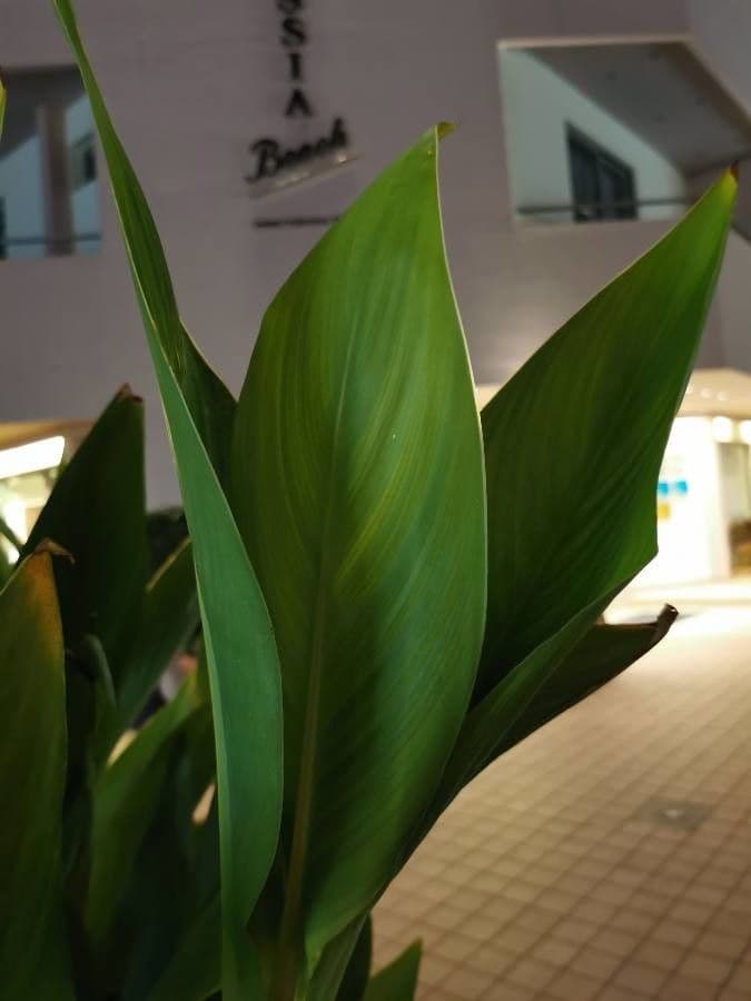 Schlaffe Canna 12