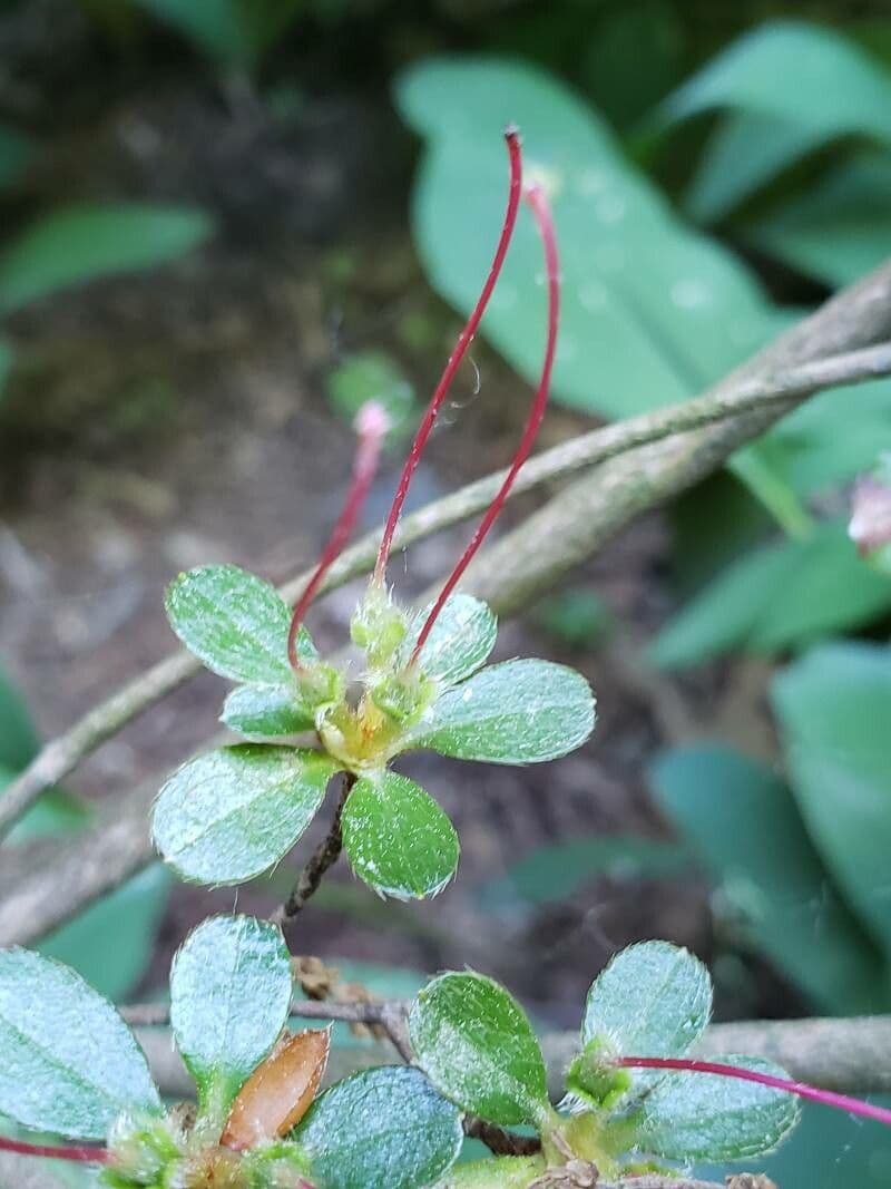 Rhododendron 5