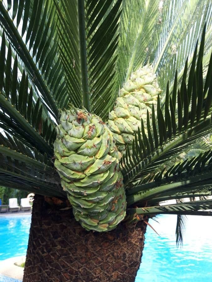 Moore-Zamia 3