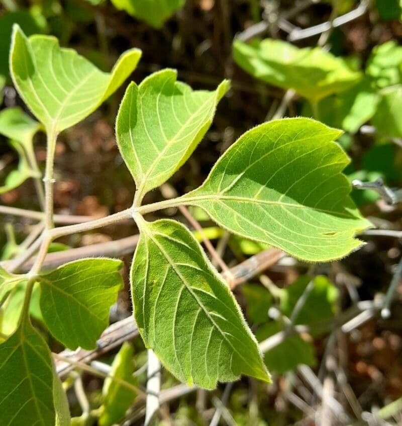 Serjania glabra 8