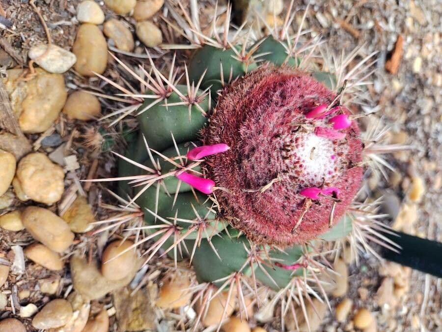 Melocactus