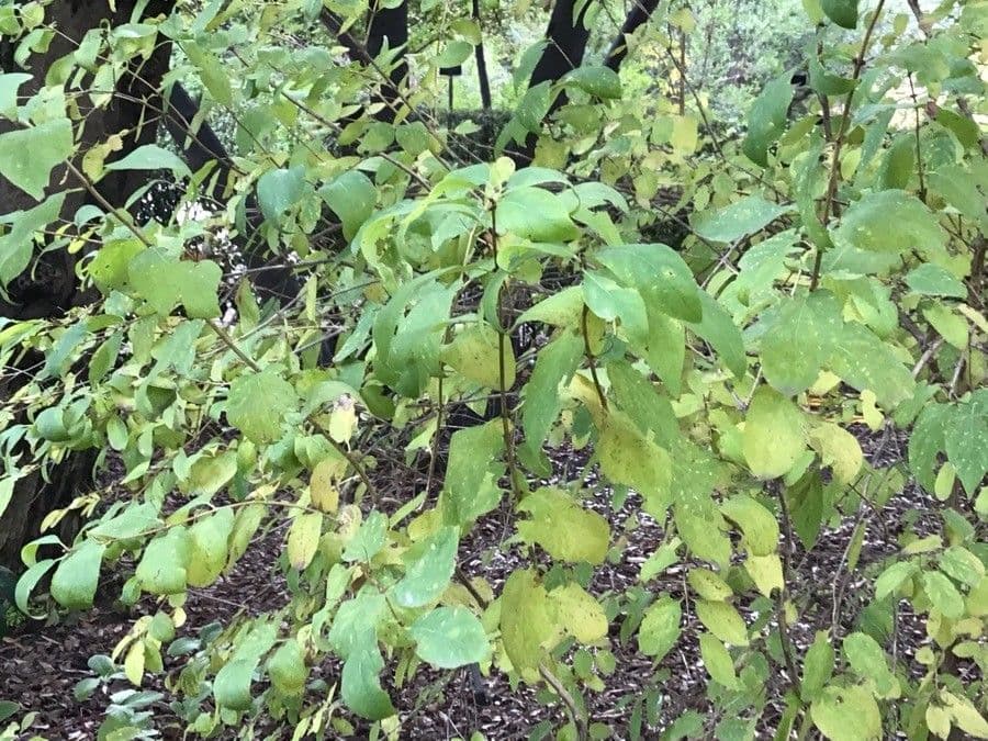 Caprifoglio 2