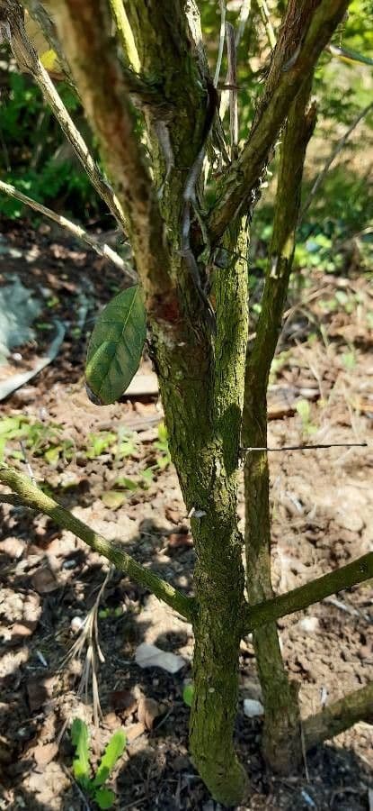 Feijoa 23