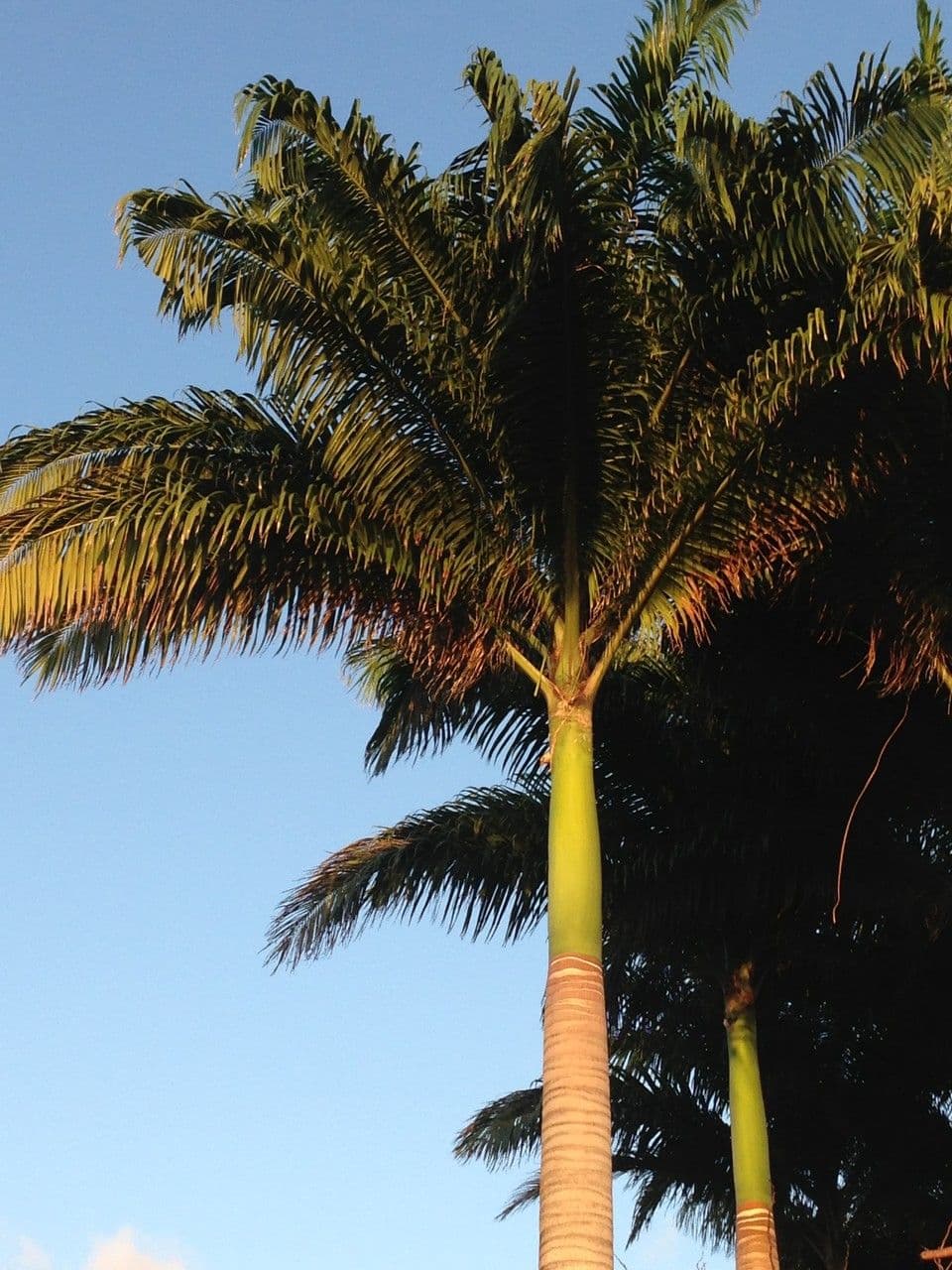 Palma real cubana 26