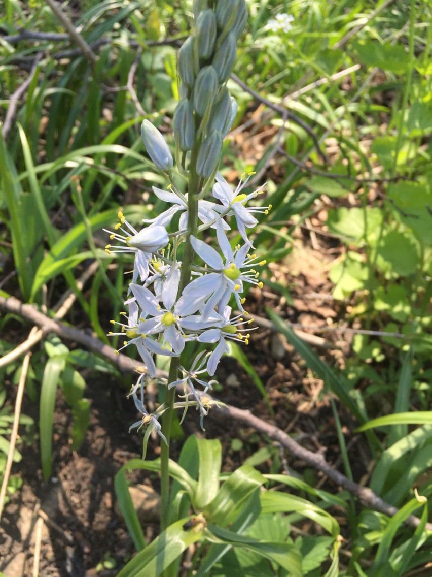 Kamaska 10