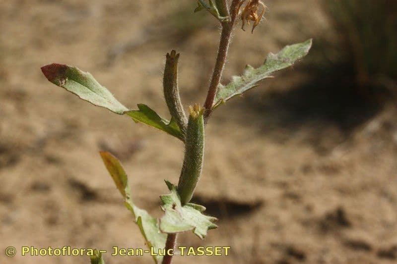 Onagra laciniata 2