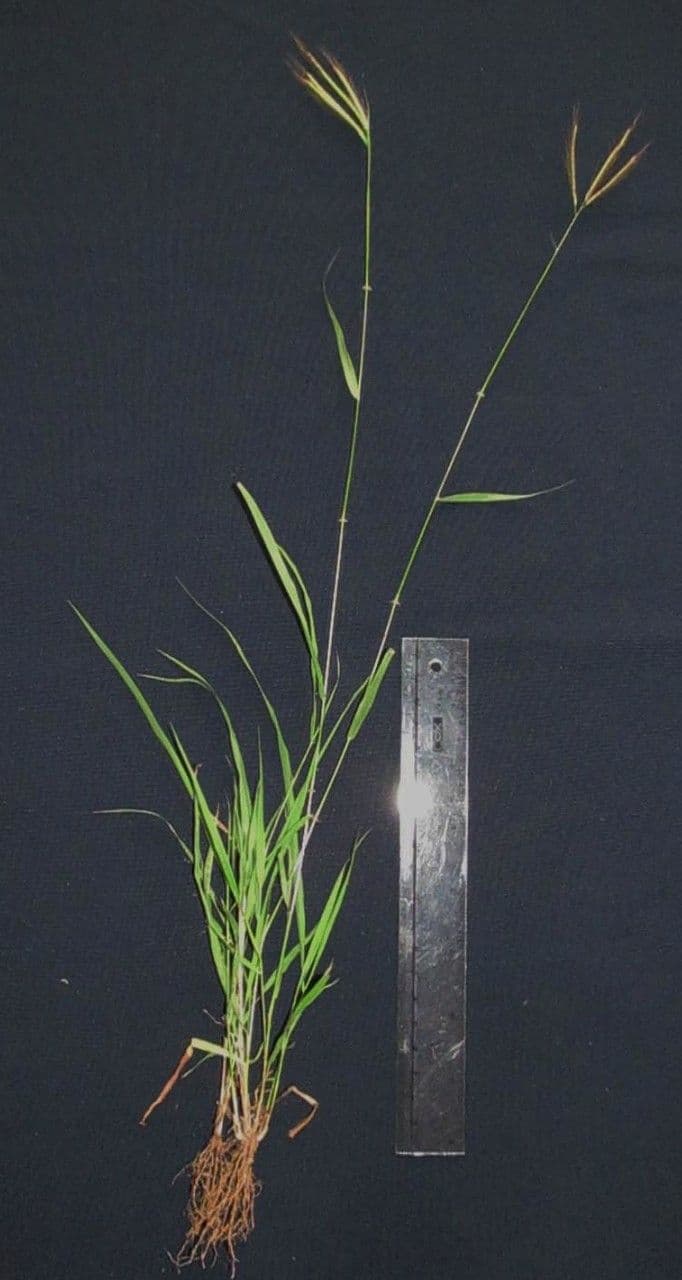 Dichanthium annulatum 21