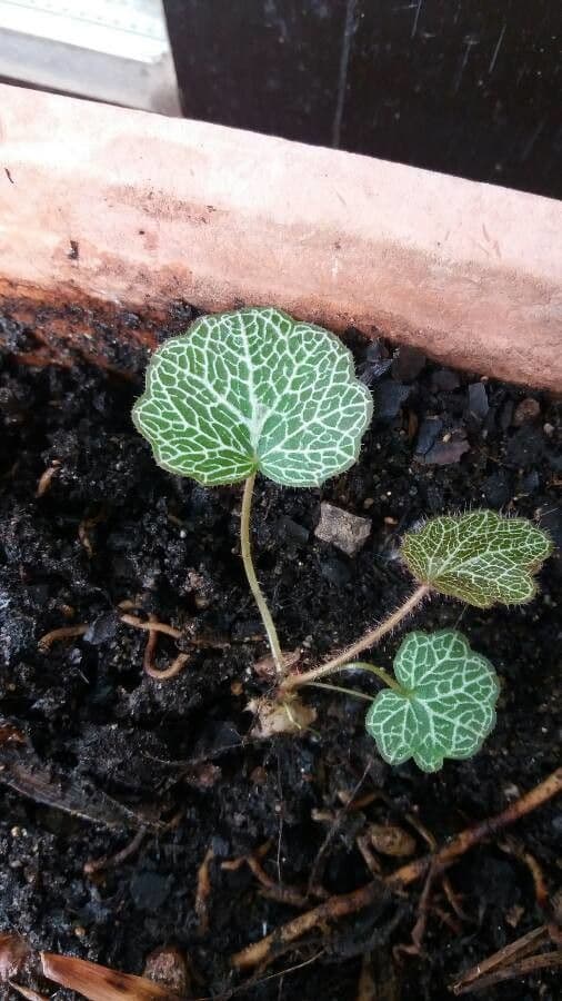 Sassifraga stolonifera 3