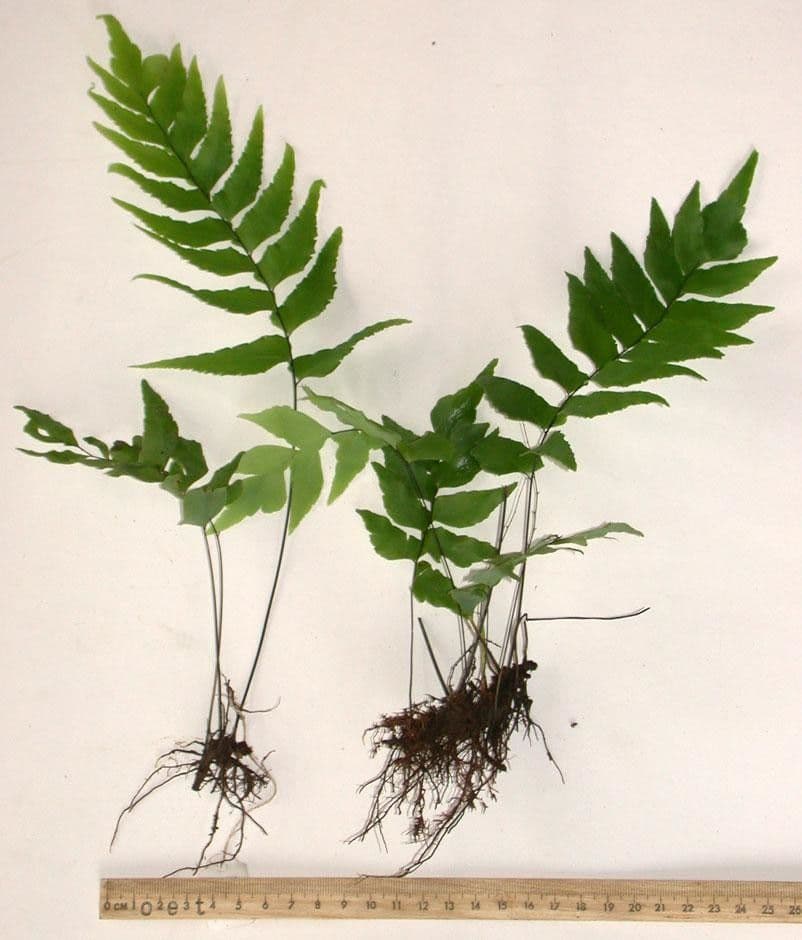 Adiantum 10