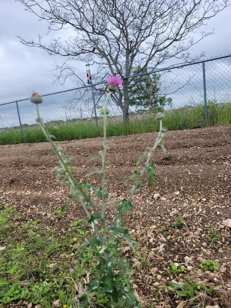 Texas-Distel 14
