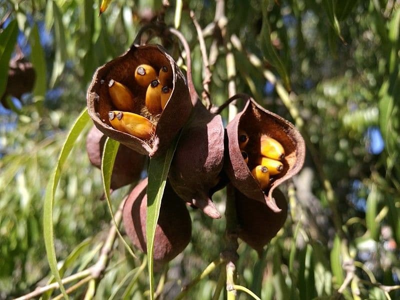 Brachychiton 3