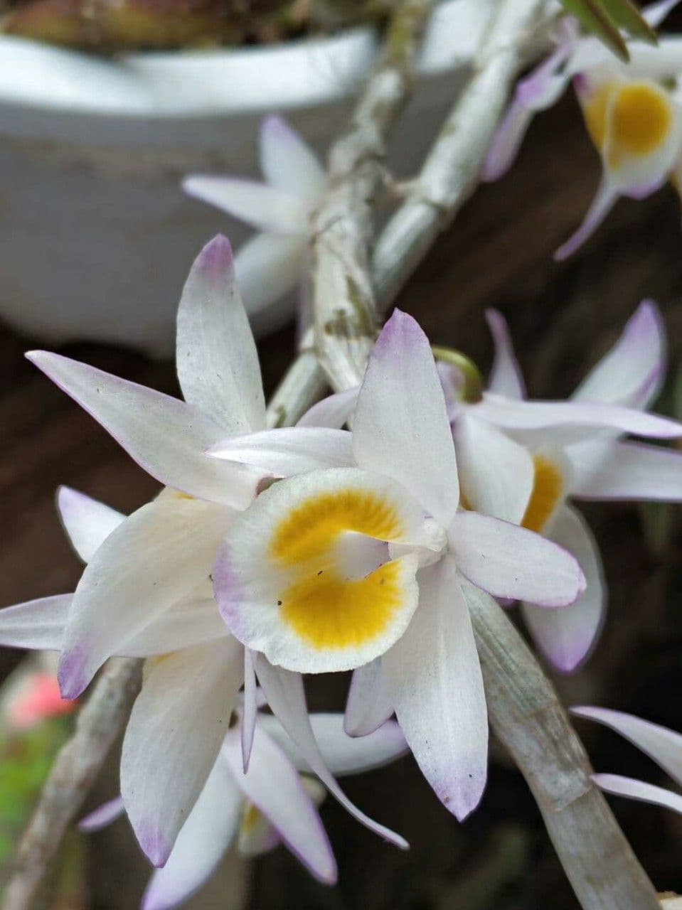 Orchidea scarpetta 3