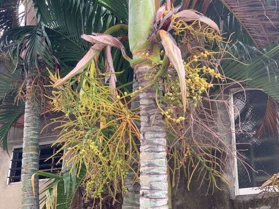 Areca dorée 7