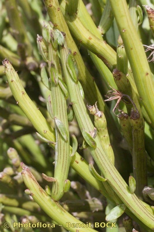 Kleinia anteuphorbium 3